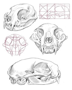 cat skull anatomy google search mas animal skull drawing