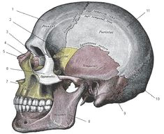 greys anatomy drawing techniques drawing tips human skull anatomy original image