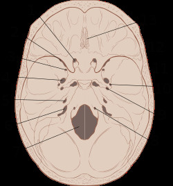 base of skull