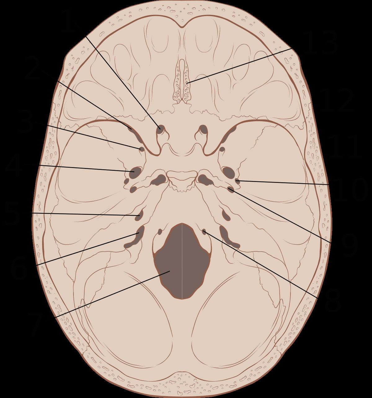 1200px skull interior anatomy svg png