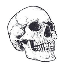 100 me gusta 8 comentarios vecster vecsterarts en instagram skulls from my last anatomic skulls pack on creativemarket a to see all skulls and