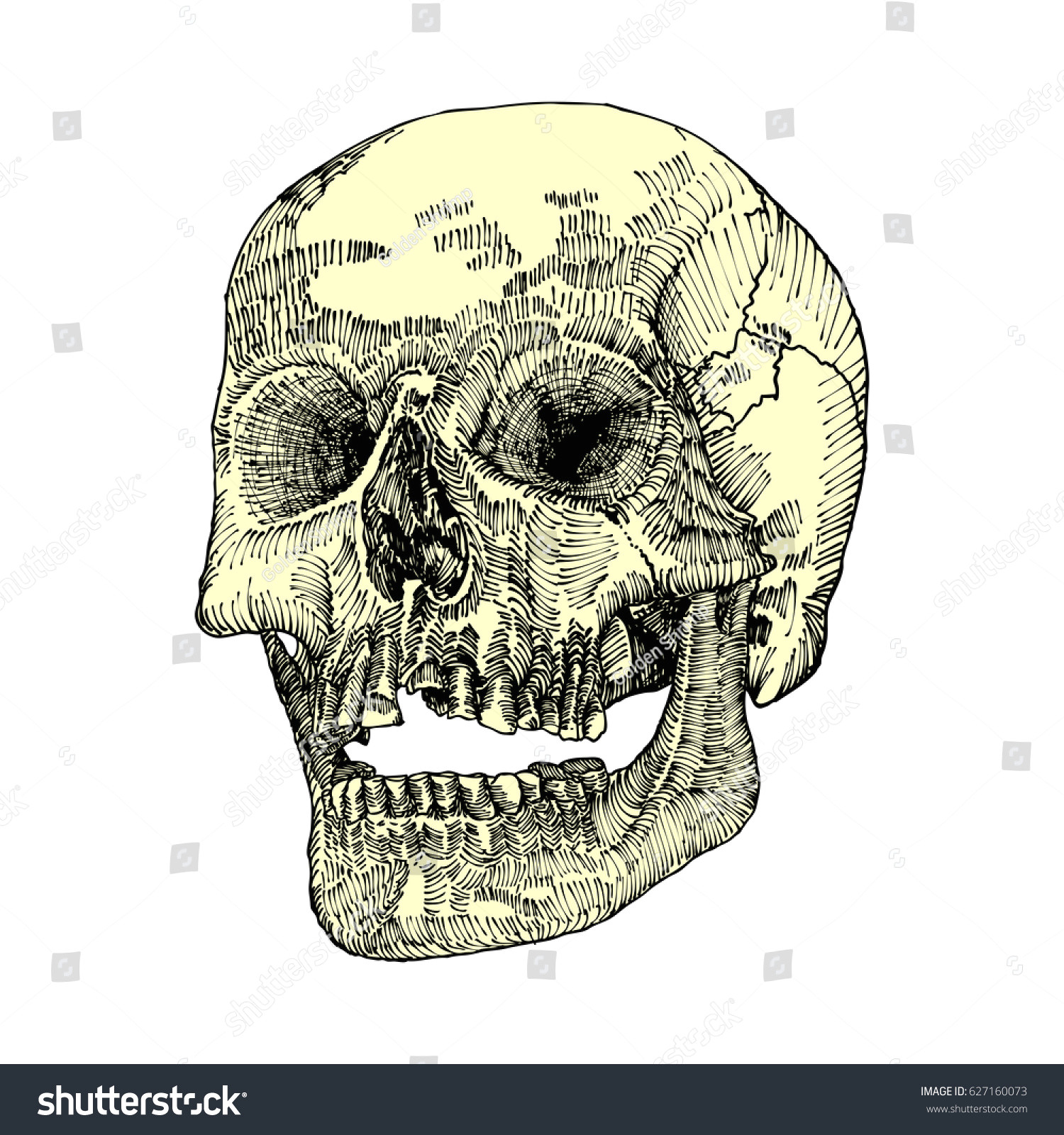 anatomic skull with open mouth or jaw weathered and museum quality detailed hand drawn