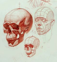 ramon alexander hurtado is ds svetlana a skull drawing anatomy