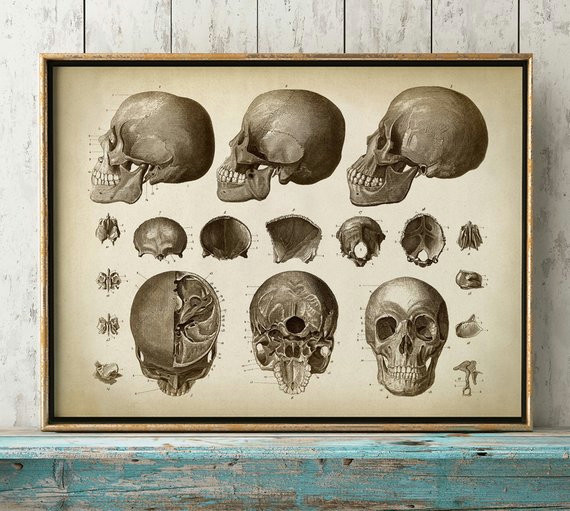 anatomy print skull print head print cranium anatomical drawing aged anatomy poster scientific