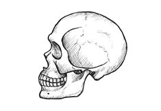 how to draw a skull in profile step by step