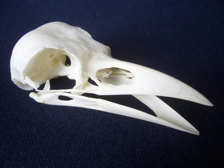 crow skull profile google search