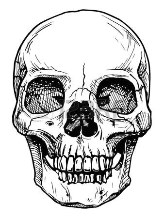 skull drawing vector black and white illustration of human skull with a lower