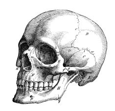 antique medical scientific illustration high resolution skull profile illustration evil skull tattoo skull