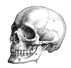 Skull Drawing Realism Skull Sketch Tattoo Pinterest Skull Sketch Drawings and Skull Art