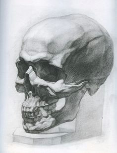 d d n d d n d n d n painting drawing life drawing figure drawing skull anatomy skeleton anatomy