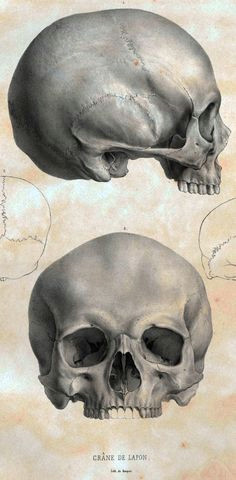 scientificillustration crane de lapon anatomy study anatomy reference anatomy drawing skull reference