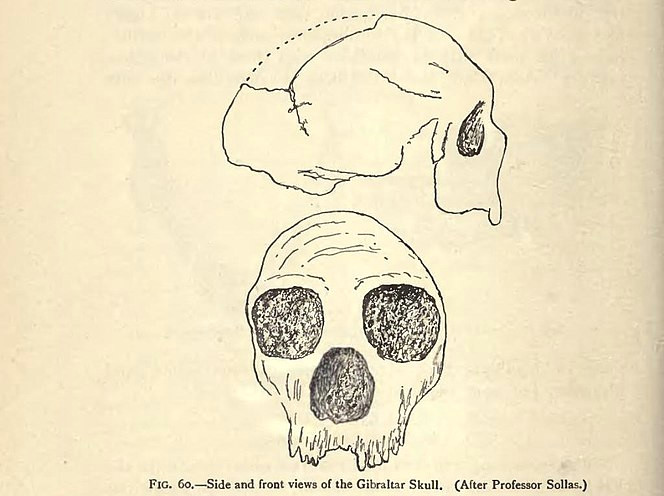 side and front views of the gibraltar skull after professor sollas