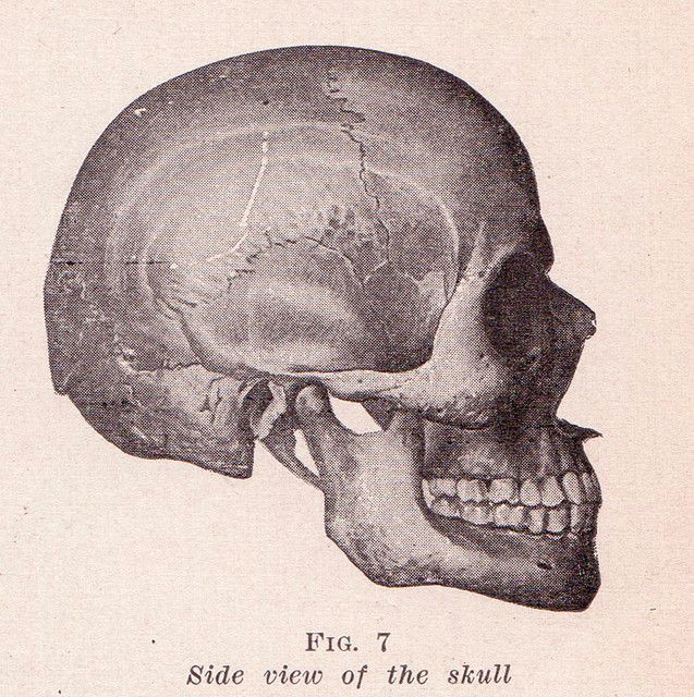 skull side view by perpetualplum via flickr