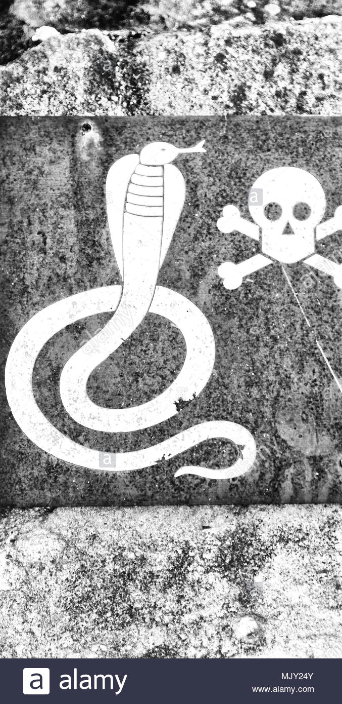 in south africa the metal signal of the danger for wild snake and the skull and bones in a rock concept od fear