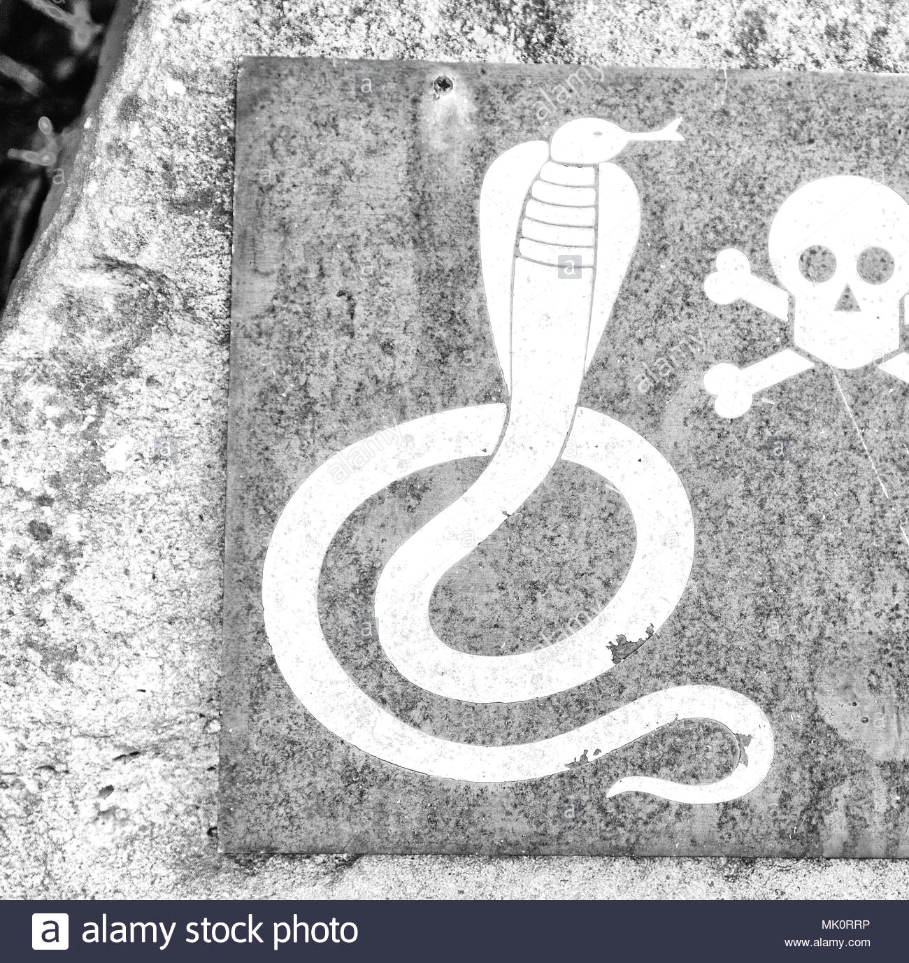 in south africa the metal signal of the danger for wild snake and the skull and