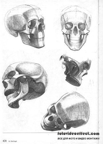 pin by mt brooks on human bones pinterest skull drawings and anatomy