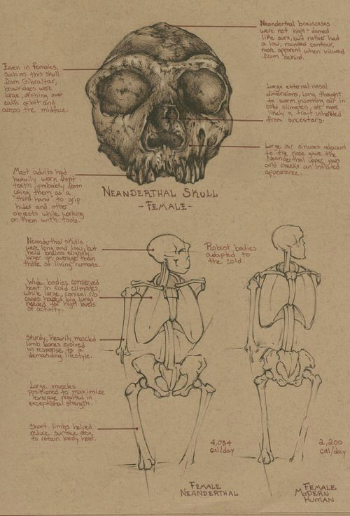 sketchbook study comparative anatomy neanderthal female amp female modern human this