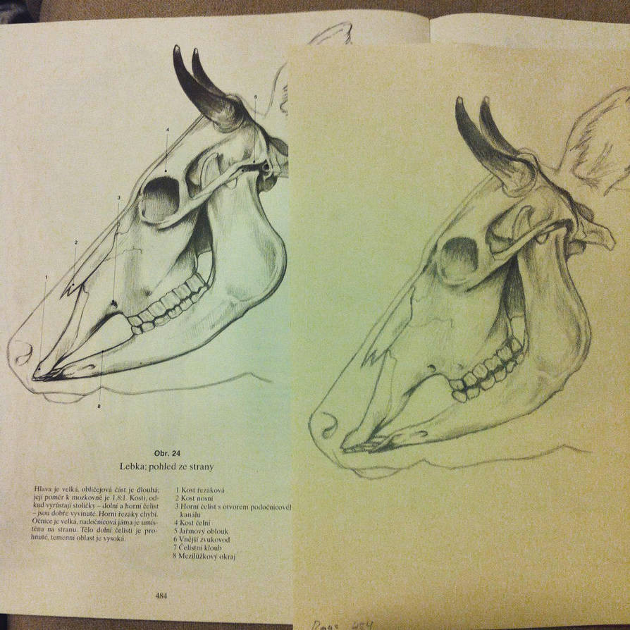 study on cow skull anatomy by p1mpcan3