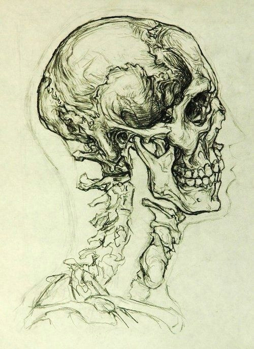 anatomy art anatomy drawing human anatomy animal anatomy skull sketch body