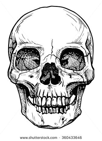 vector black and white illustration of human skull with a lower jaw in ink hand drawn style stock vector halloween in 2019 pinterest drawings