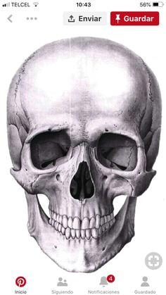 human anatomy anatomy drawing anatomy study skull reference drawing reference sculpture