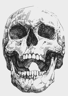 human skull mikolaj cielniak skull sketch skull drawings skeletons