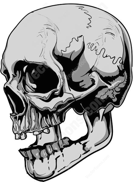 side view of gray human skull bone cranium evil grey head horror human mandible metal pdf sheen skeleton skull spooky tattoo teeth
