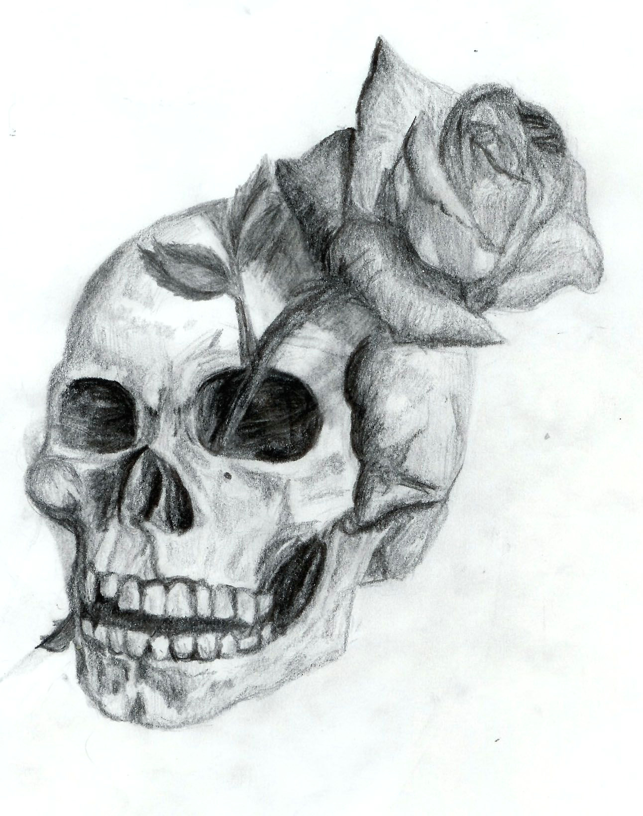 skull and rose by dyslogistic on deviantart