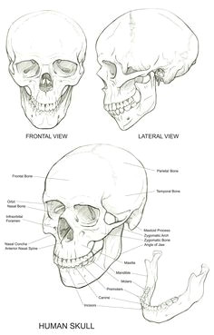 skull reference more