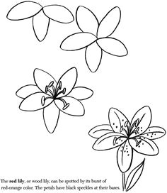 how to draw a lily easy flower drawings easy to draw flowers easy drawings
