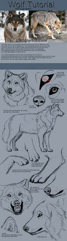 wolf tutorial by themysticwolf on deviantart much need i know it s not a pure white wolf but i still found it reliable to the board d