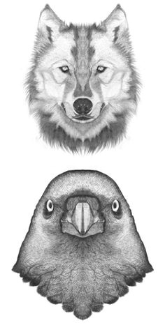 bird wolf drawing animal drawings pencil drawings art drawings wolf tattoos