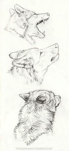 wolf pencil drawing drawing pinterest art reference character design cool drawings