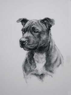 staffordshire bull terrier dog print black and white art for dog lover gift from an original charcoal available unmounted or mounted
