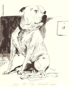 Staffy Dog Drawing 59 Best Staffy Project Images Dogs Nanny Dog Pit Bull Terriers