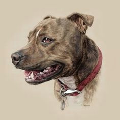 pet portraits by steph dix staffy dog pitbull terrier bull terriers animal drawings