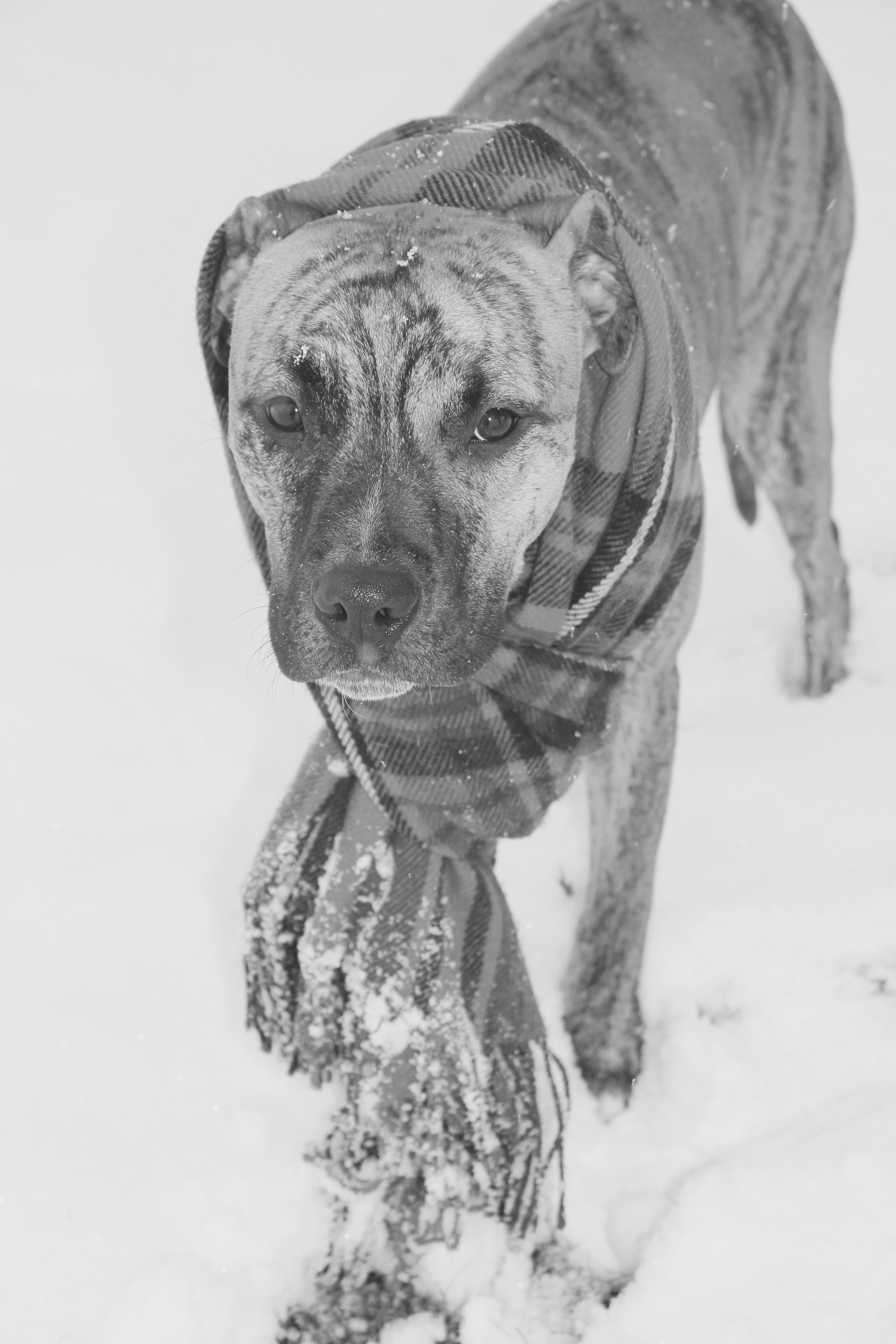 brindle pitbull staffy stafforshire terrier in the snow puppy love pitbulls terrier