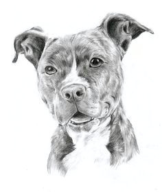 drawing pit bulls pitbull by oocherrytheberryoo