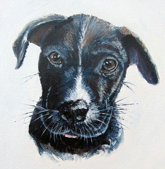 staffy puppy dog portrait commission 2016