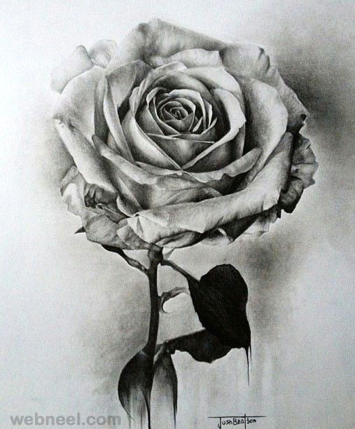 25 beautiful rose drawings and paintings for your inspiration read full
