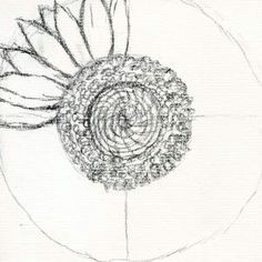 how to draw a sunflower realistic sunflower step 4 sunflower sketches sunflower drawing