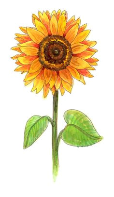 drawing a sunflower