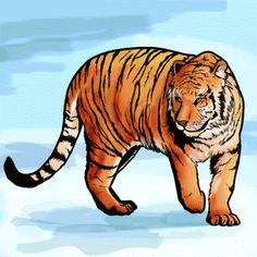 how to draw a bengal tiger draw tigers step by step safari animals