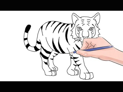 how to draw a tiger easy step by youtube coloring page hqdefault