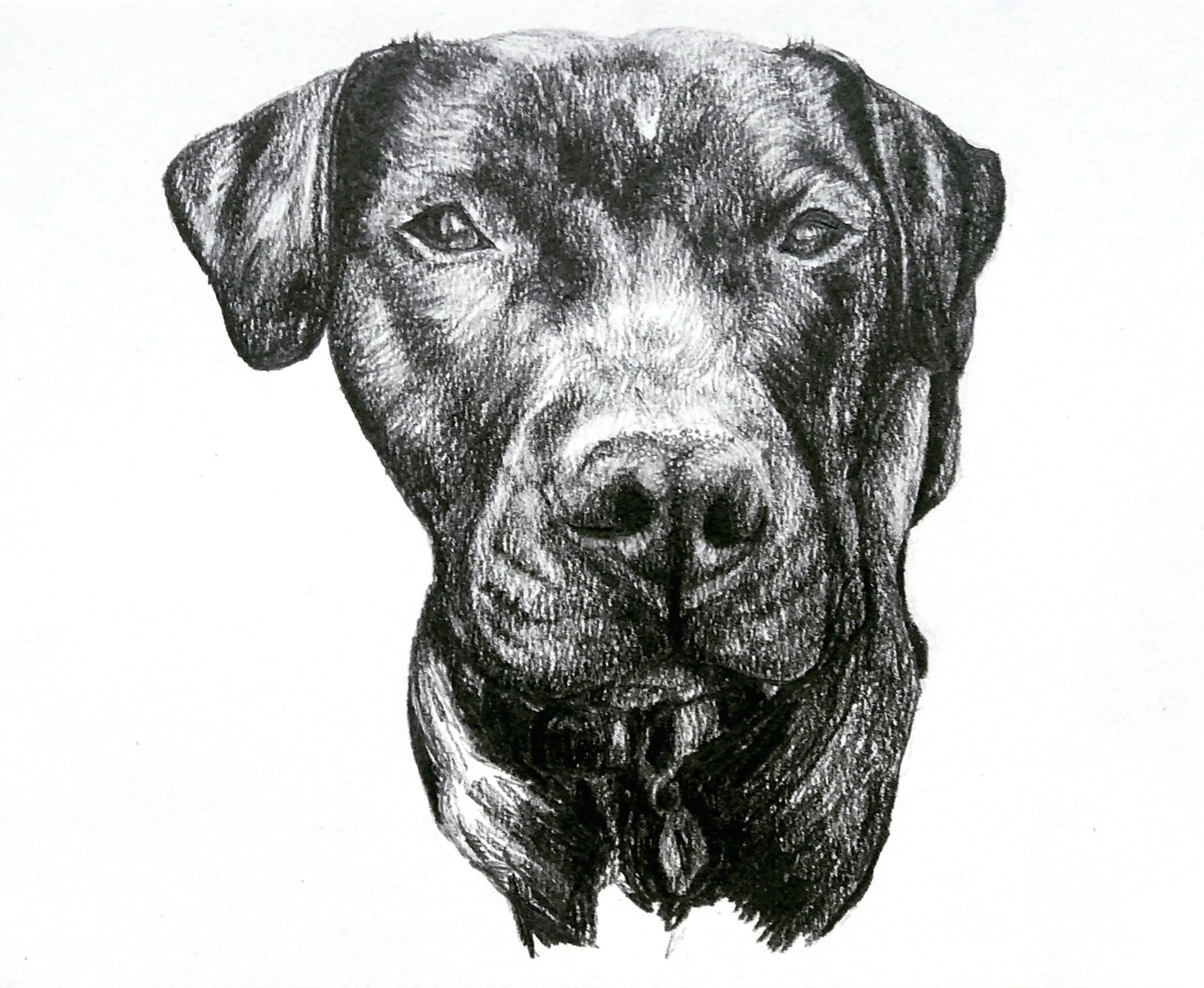 a mini sketch of bingo the labrador