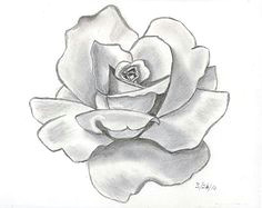 red rose drawing by