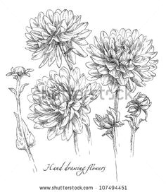similar images stock photos vectors of flowers vintage engraved illustration 97846193