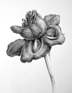 dianne sutherland more on drawing graphite tonal drawing of a red rose