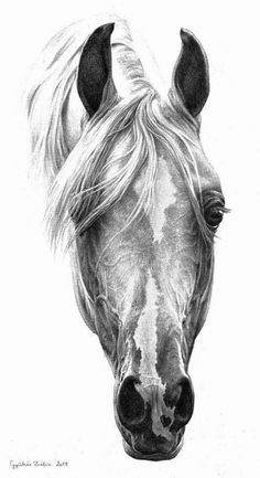 click above visit link for more details horse drawings horse head drawing horse pencil