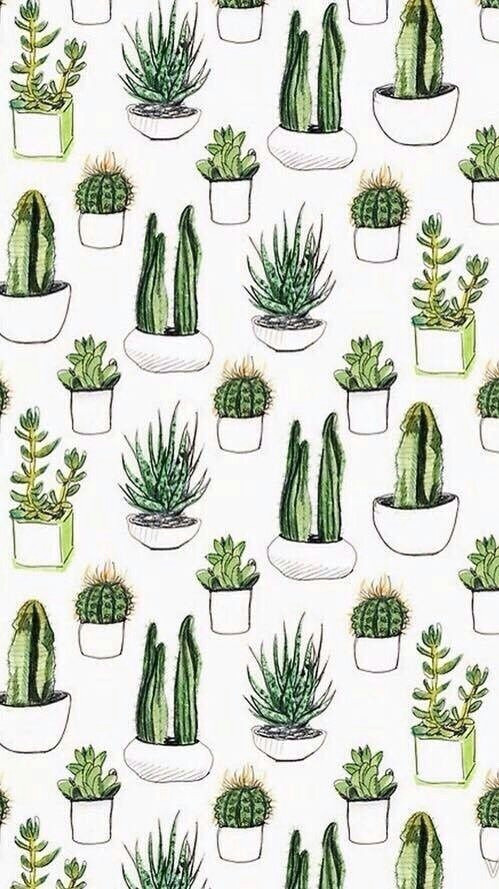 cactus succulents iphone wallpaper background lockscreen